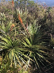 Dyckia reitzii