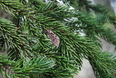 Korscheltellus gracilis