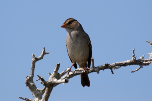 White-crowned Sparrow photographed in Alabama