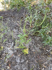 Ambrosia artemisiifolia