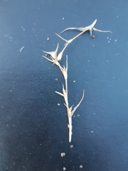 Sporobolus aculeatus