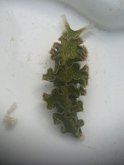 Elysia crispata