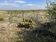 Opuntia strigil