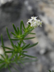 Galium
