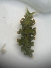 Elysia crispata