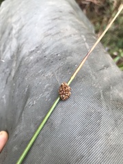 Juncus conglomeratus