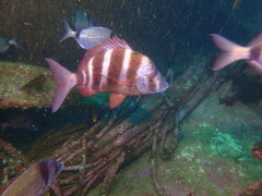 Diplodus cervinus