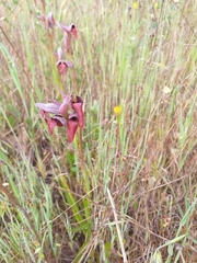 Serapias cordigera