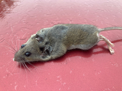 Peromyscus maniculatus