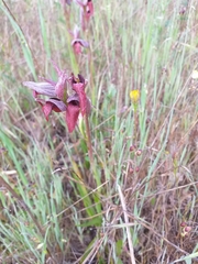 Serapias cordigera