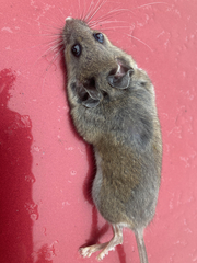 Peromyscus maniculatus
