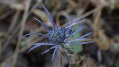 Eryngium tenue