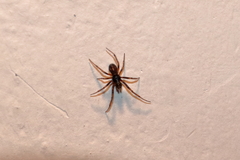 Steatoda bipunctata