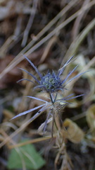 Eryngium tenue