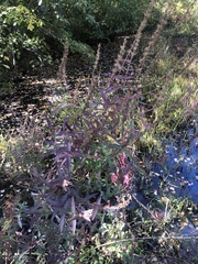 Lythrum salicaria