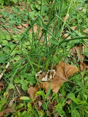 Allium vineale