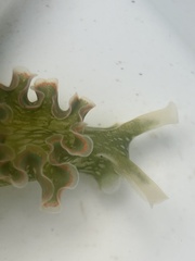 Elysia crispata