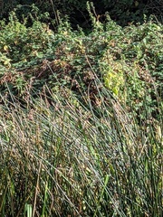 Schoenoplectus lacustris