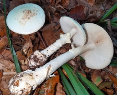 Amanita citrina