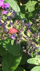 Pyrausta inornatalis