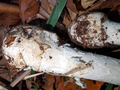 Amanita citrina