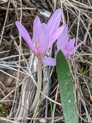Colchicum longifolium