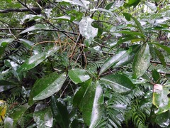 Ardisia sieboldii
