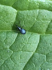 Stenopterapion meliloti