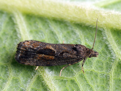 Endothenia quadrimaculana