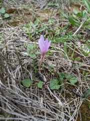 Colchicum longifolium