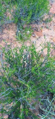 Felicia filifolia