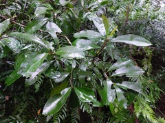 Ardisia sieboldii