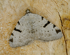 Macaria subcessaria
