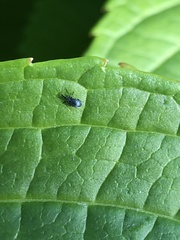 Stenopterapion meliloti