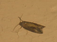 Endothenia quadrimaculana