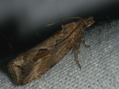 Endothenia quadrimaculana
