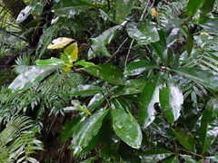 Ardisia sieboldii