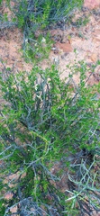 Felicia filifolia