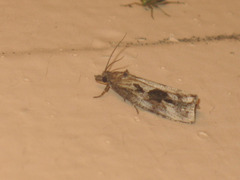 Endothenia quadrimaculana