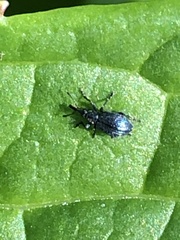 Stenopterapion meliloti