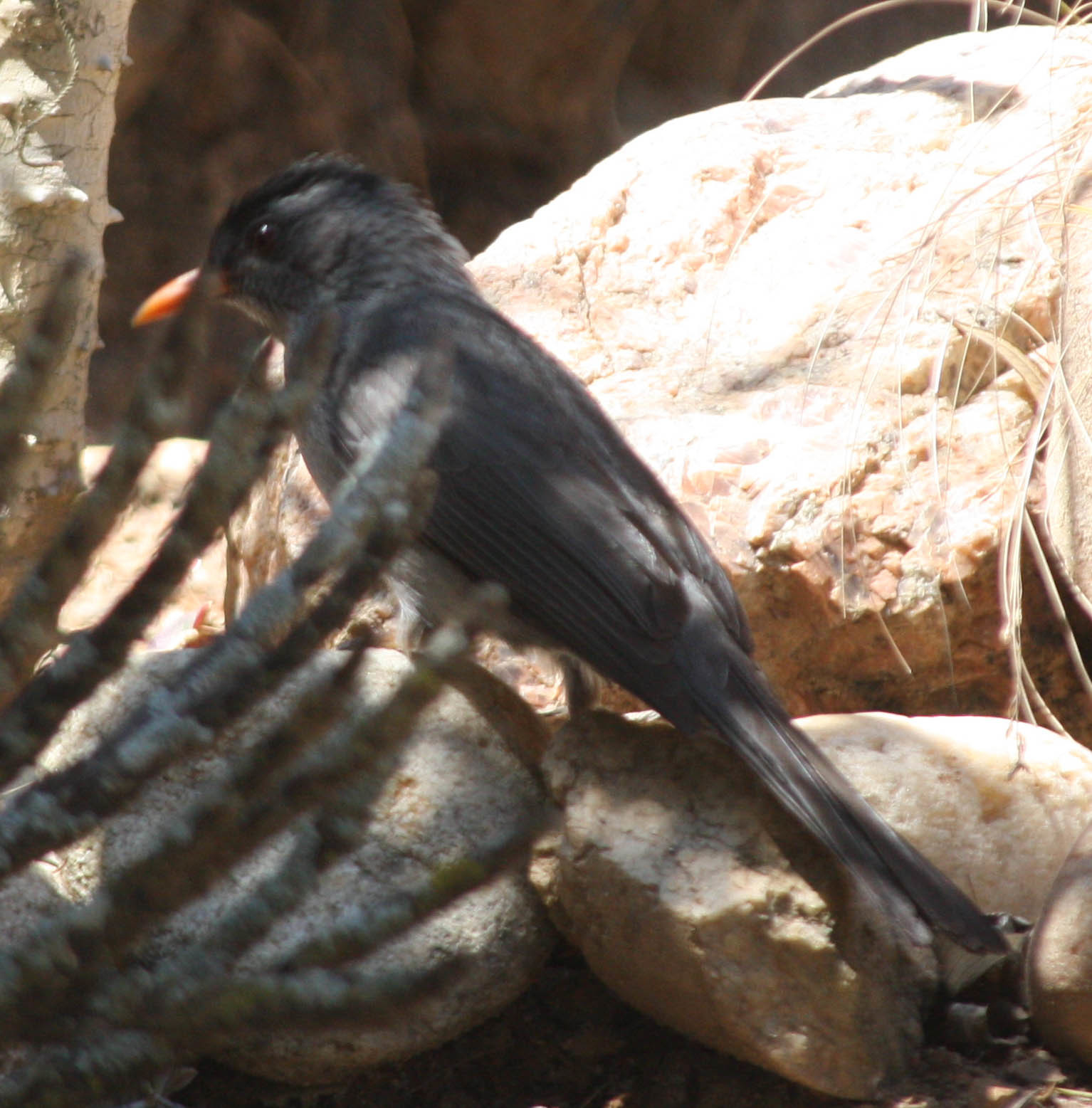 Malagasy Bulbul