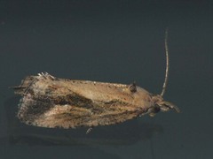 Endothenia quadrimaculana