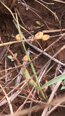 Agaricineae