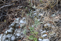 Torilis arvensis