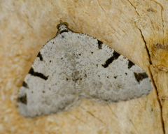Macaria subcessaria