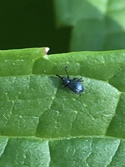 Stenopterapion meliloti