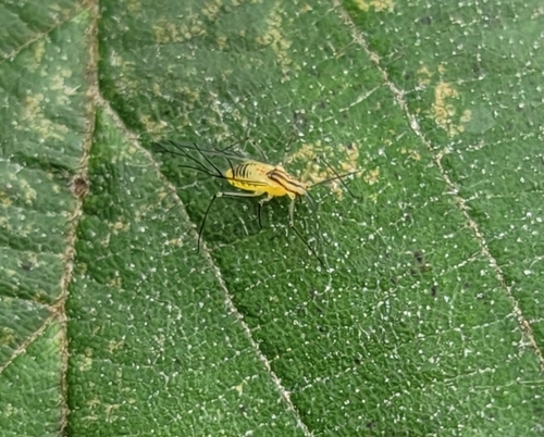 Black-tipped Dark-veined Birch Aphid