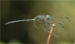 Dythemis nigra