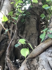 Ficus religiosa