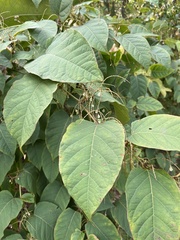 Reynoutria sachalinensis